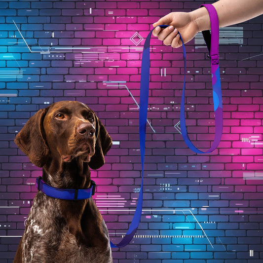 Stylin' Neon Pet Collar & Leash Set